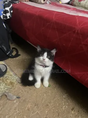 1-3 Months Female Purebred Persian