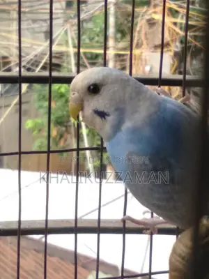 Adult Female Budgie