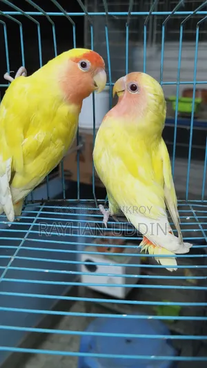 Lutino Peace Face Lovebird