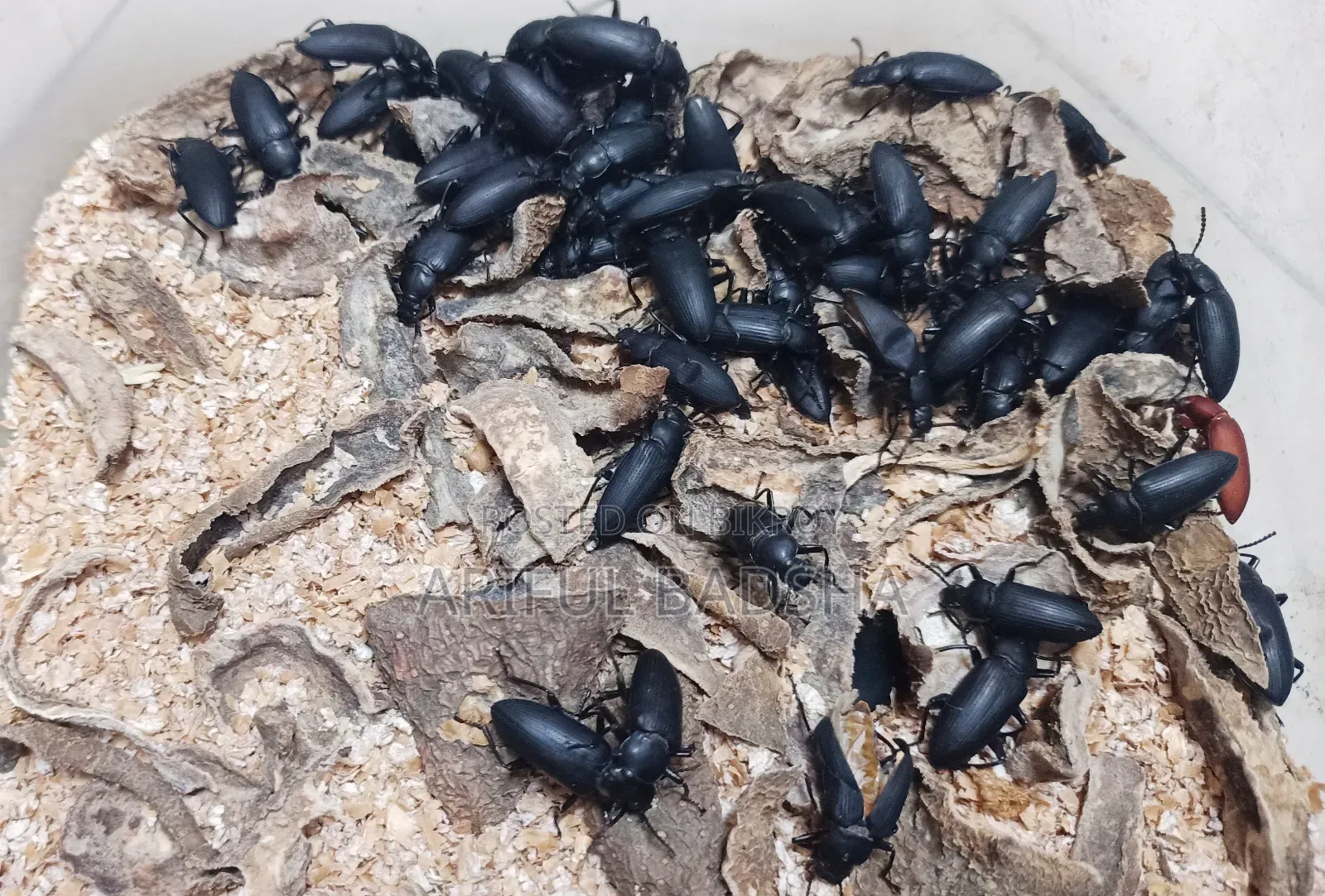 বিটল লার্ভা মাদার (সুপার ওয়ার্ম মিলওয়ার্ম)