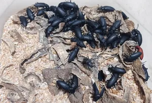 বিটল লার্ভা মাদার (সুপার ওয়ার্ম মিলওয়ার্ম)