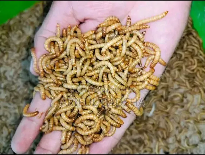 বিটল লার্ভা মাদার (সুপার ওয়ার্ম মিলওয়ার্ম)
