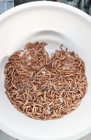 বিটল লার্ভা মাদার (সুপার ওয়ার্ম মিলওয়ার্ম)