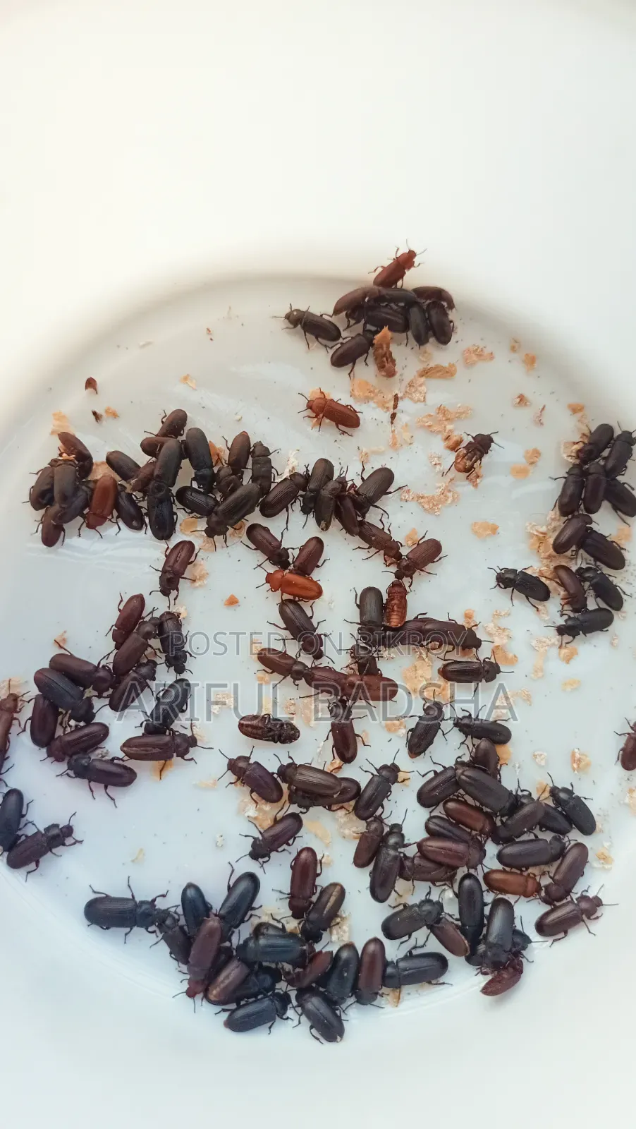 বিটল লার্ভা মাদার (সুপার ওয়ার্ম মিলওয়ার্ম)