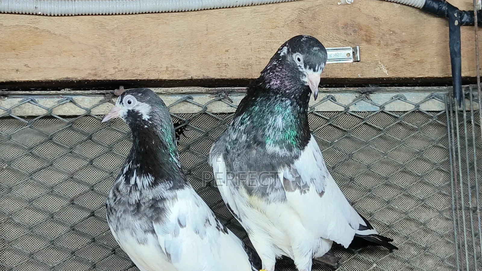 Pakistani Teddy, Katchuri, Lalpari, Kamagar, Salati, Master Pair