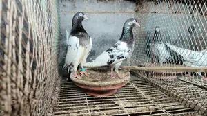 Pakistani Teddy, Katchuri, Lalpari, Kamagar, Salati, Master Pair