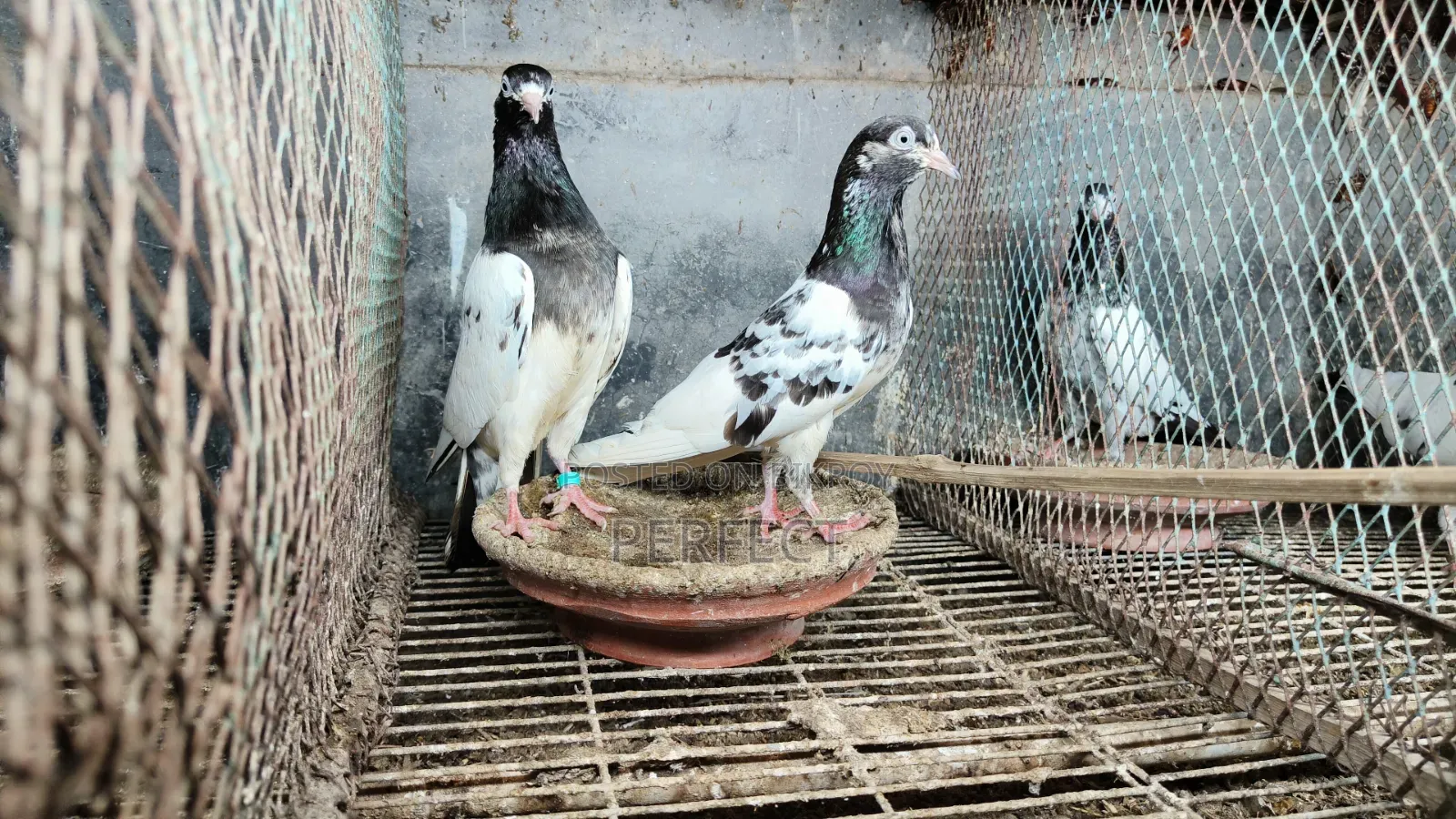Pakistani Teddy, Katchuri, Lalpari, Kamagar, Salati, Master Pair