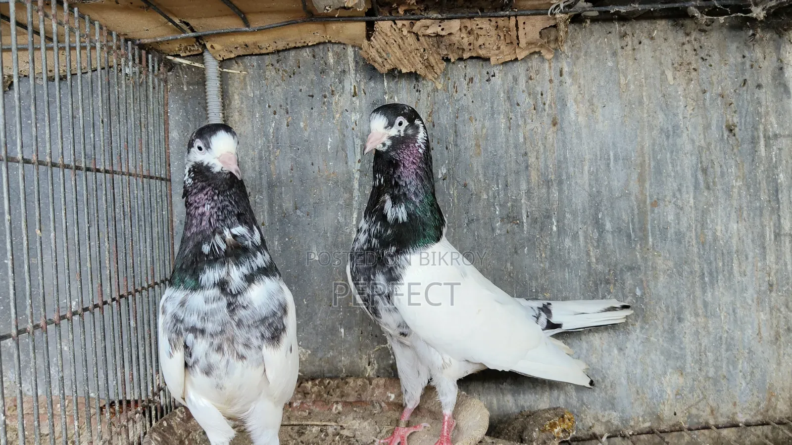 Pakistani Teddy, Katchuri, Lalpari, Kamagar, Salati, Master Pair