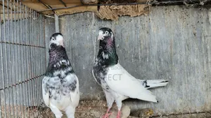 Pakistani Teddy, Katchuri, Lalpari, Kamagar, Salati, Master Pair