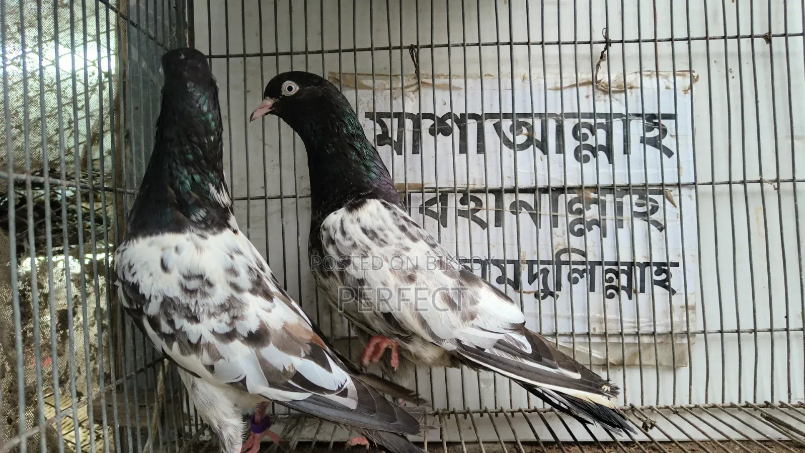 Pakistani Teddy, Katchuri, Lalpari, Kamagar, Salati, Master Pair