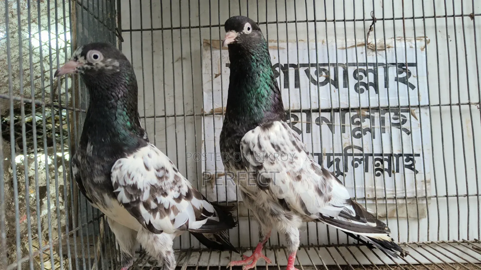 Pakistani Teddy, Katchuri, Lalpari, Kamagar, Salati, Master Pair