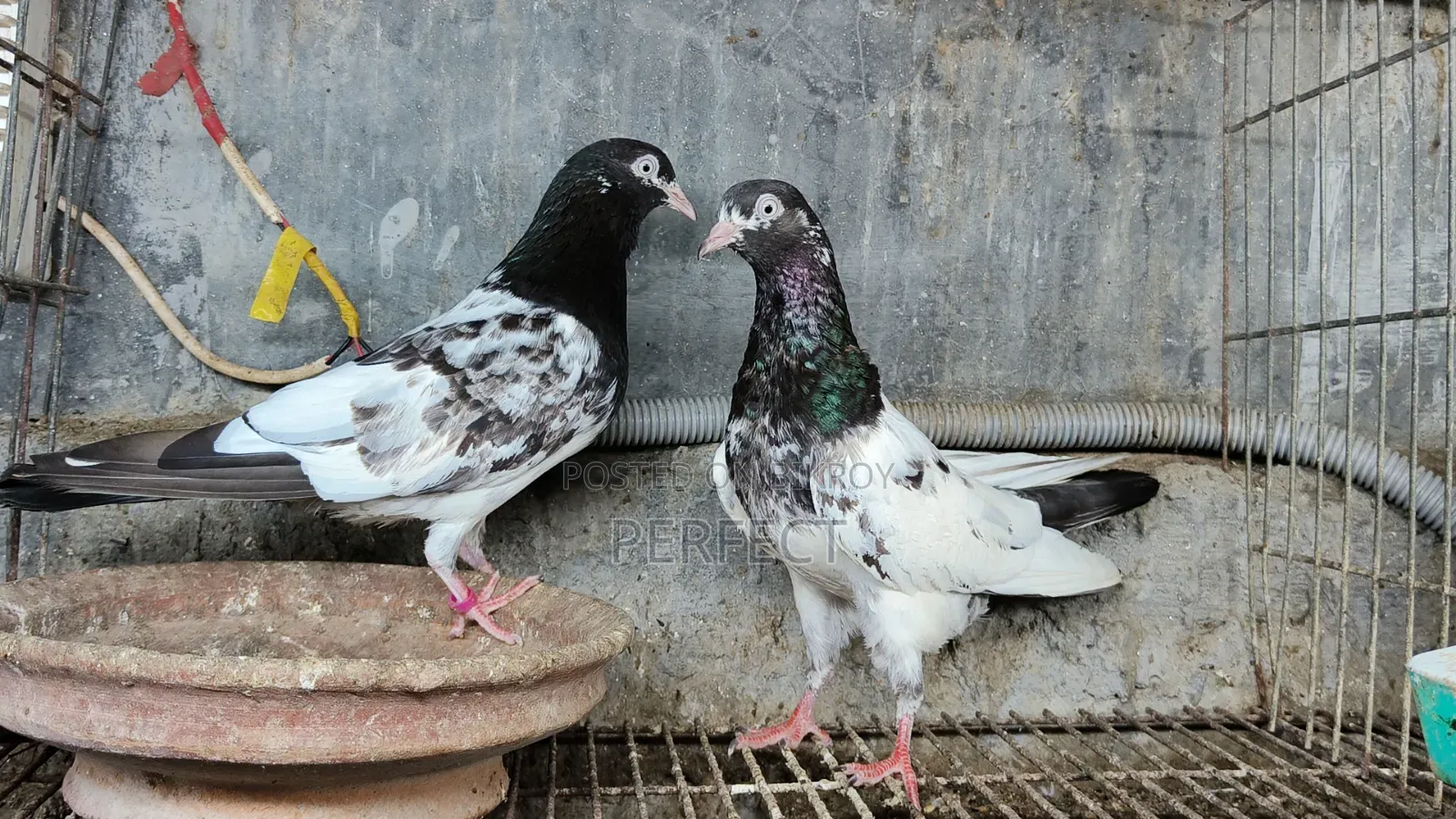 Pakistani Teddy, Katchuri, Lalpari, Kamagar, Salati, Master Pair