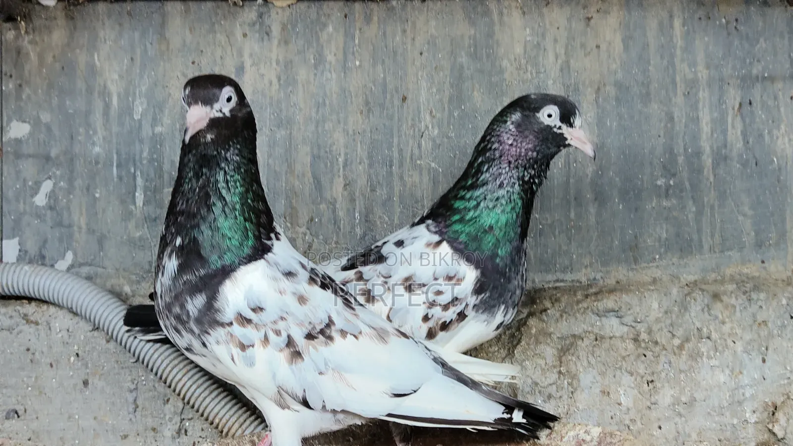 Pakistani Teddy, Katchuri, Lalpari, Kamagar, Salati, Master Pair