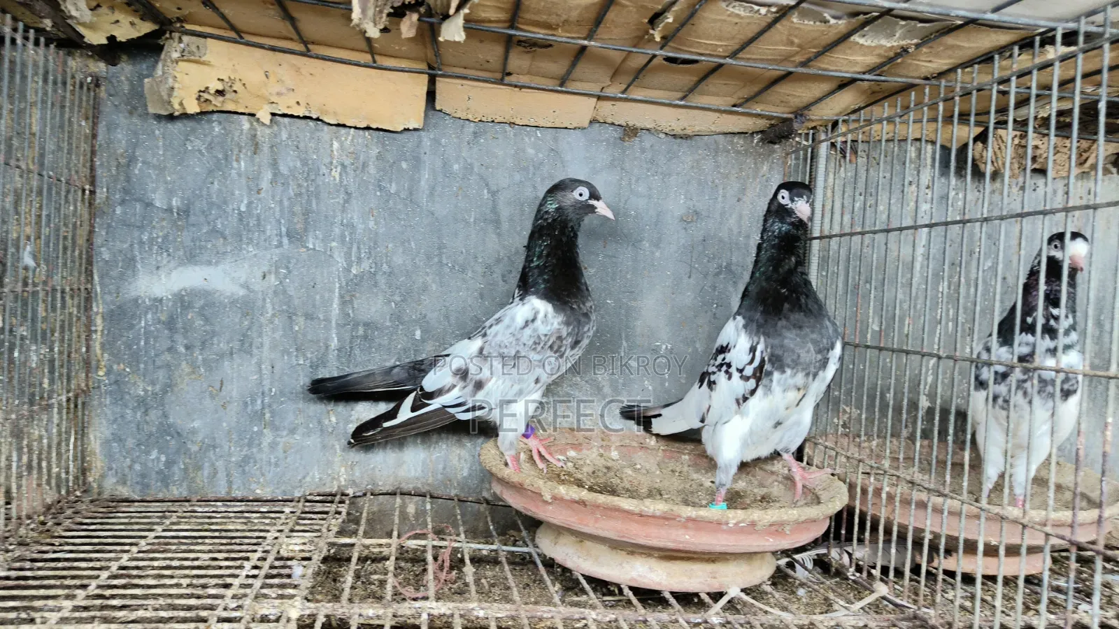 Pakistani Teddy, Katchuri, Lalpari, Kamagar, Salati, Master Pair