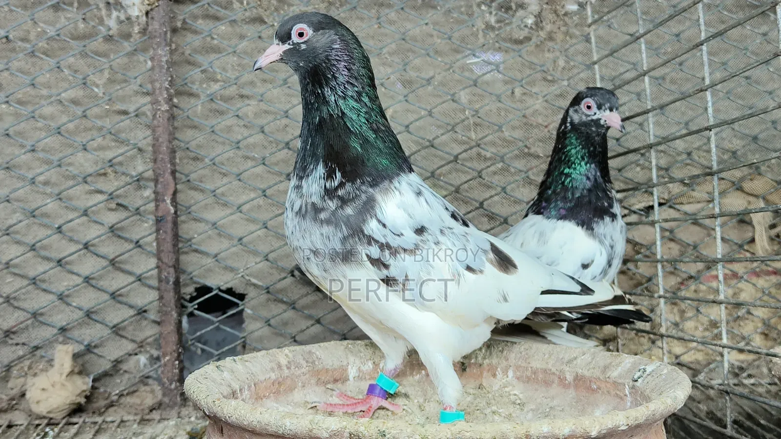 Pakistani Teddy, Katchuri, Lalpari, Kamagar, Salati, Master Pair