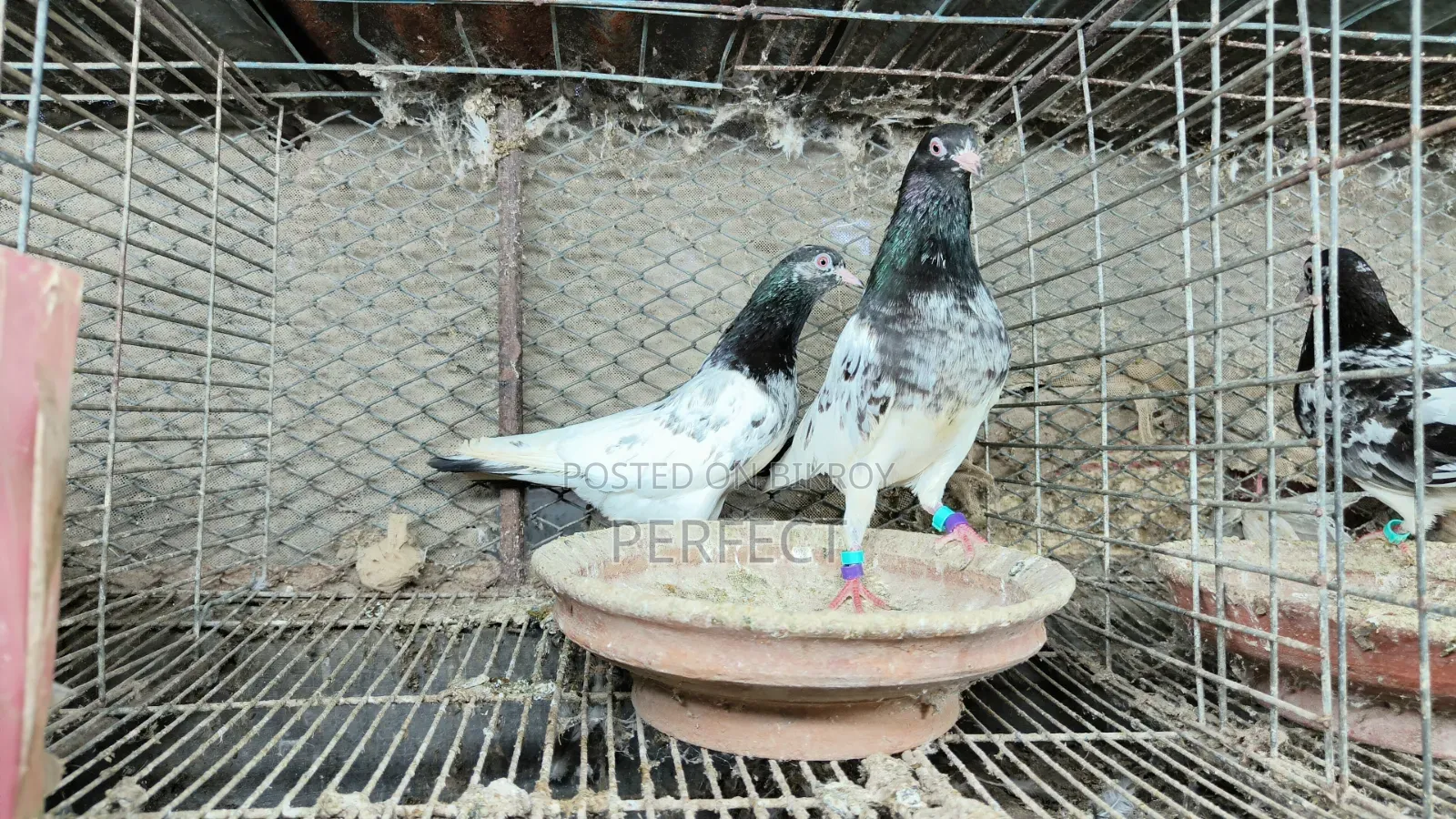 Pakistani Teddy, Katchuri, Lalpari, Kamagar, Salati, Master Pair