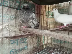 সব ছিলা জাবরা বাচ্চা এবং ক্রেস্টেড ডাভ বেবি