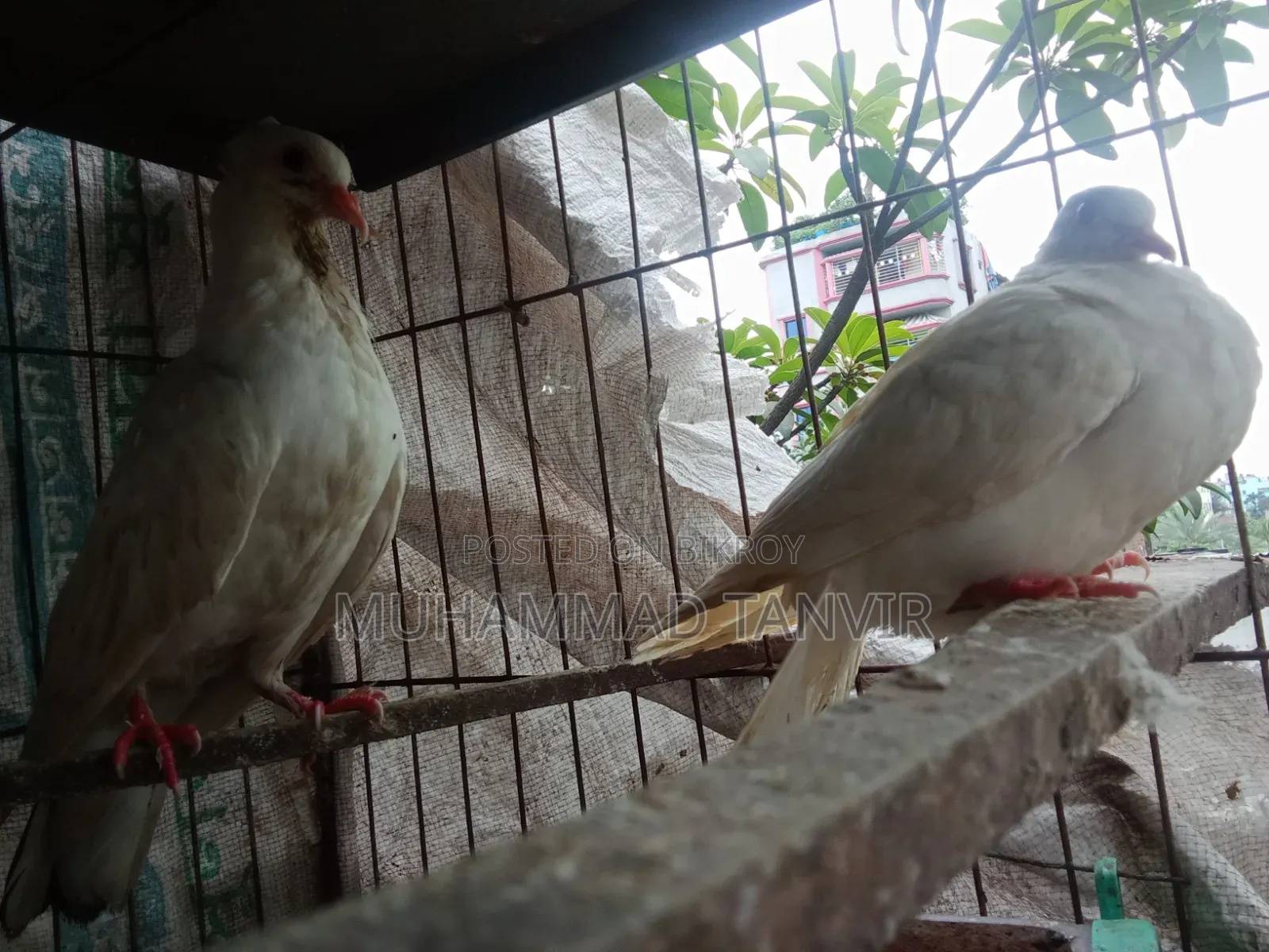 Sab Chila Jabra Baby and Crested Dove Baby