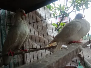 Sab Chila Jabra Baby and Crested Dove Baby
