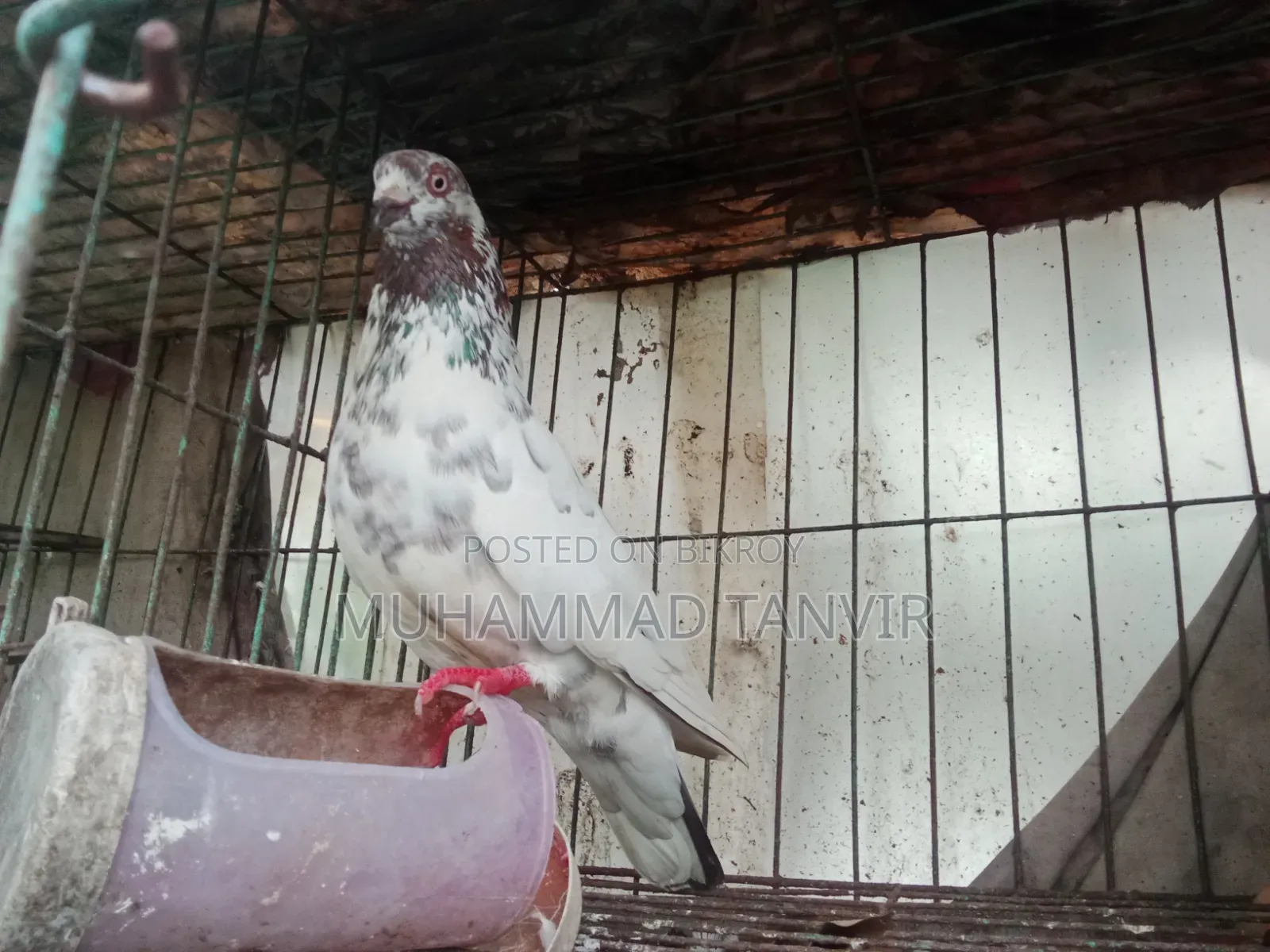Sab Chila Jabra Baby and Crested Dove Baby