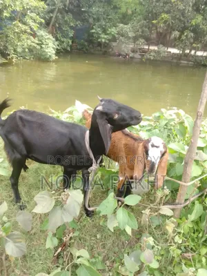 Deshi Blackbangal Cagol