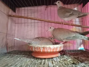রিং নেক ঘুঘু পাখির সম্পূর্ণ সেটআপ