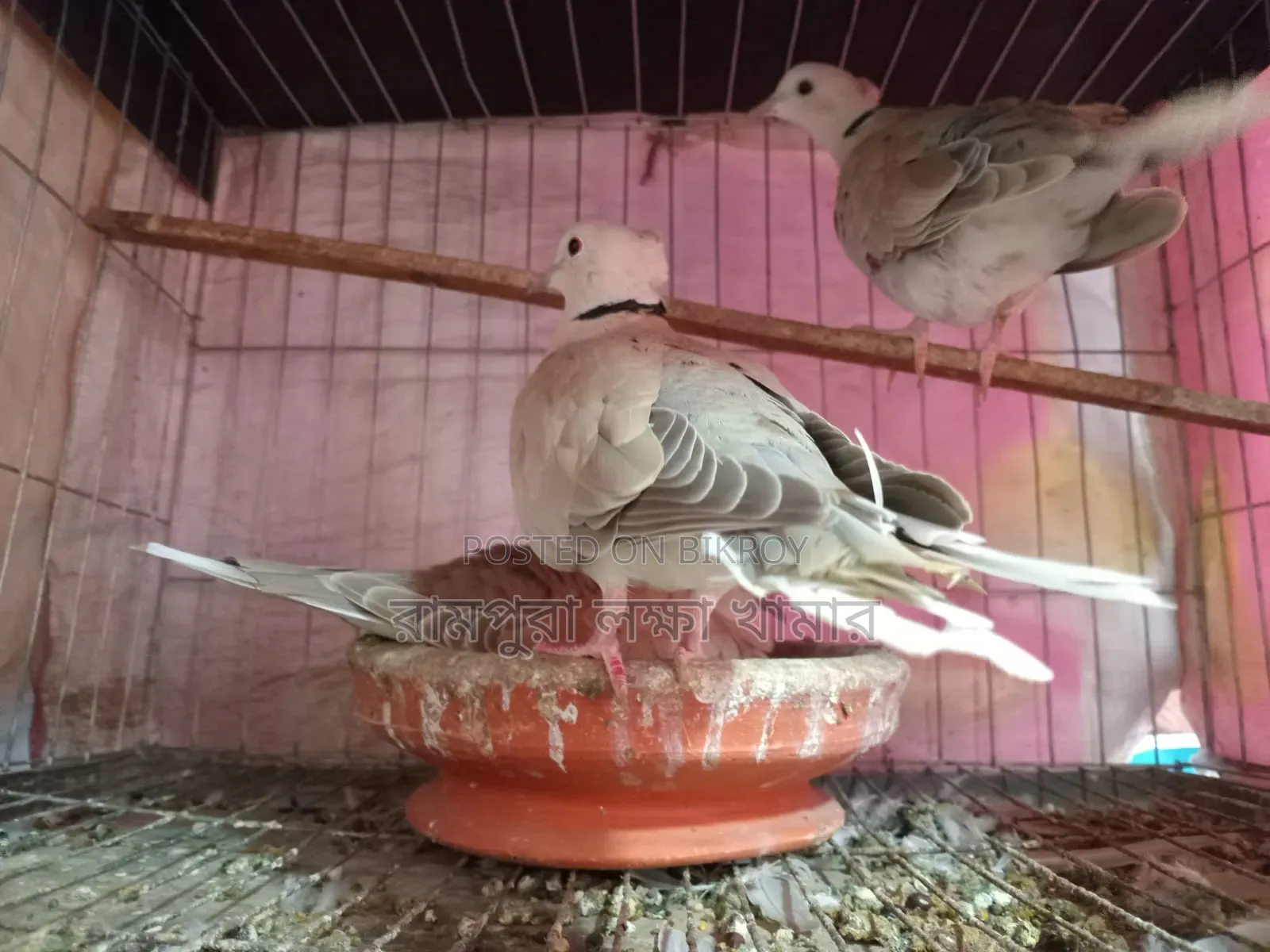 Ring Neck Dove Full Set Up