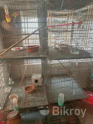 Love Bird Pair