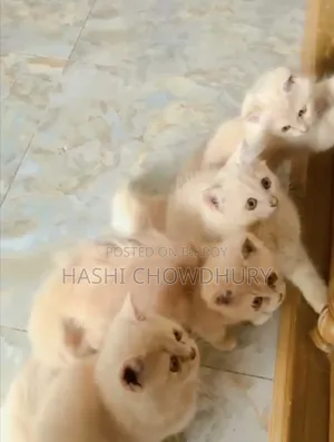 1-3 Months Female Purebred Bengal