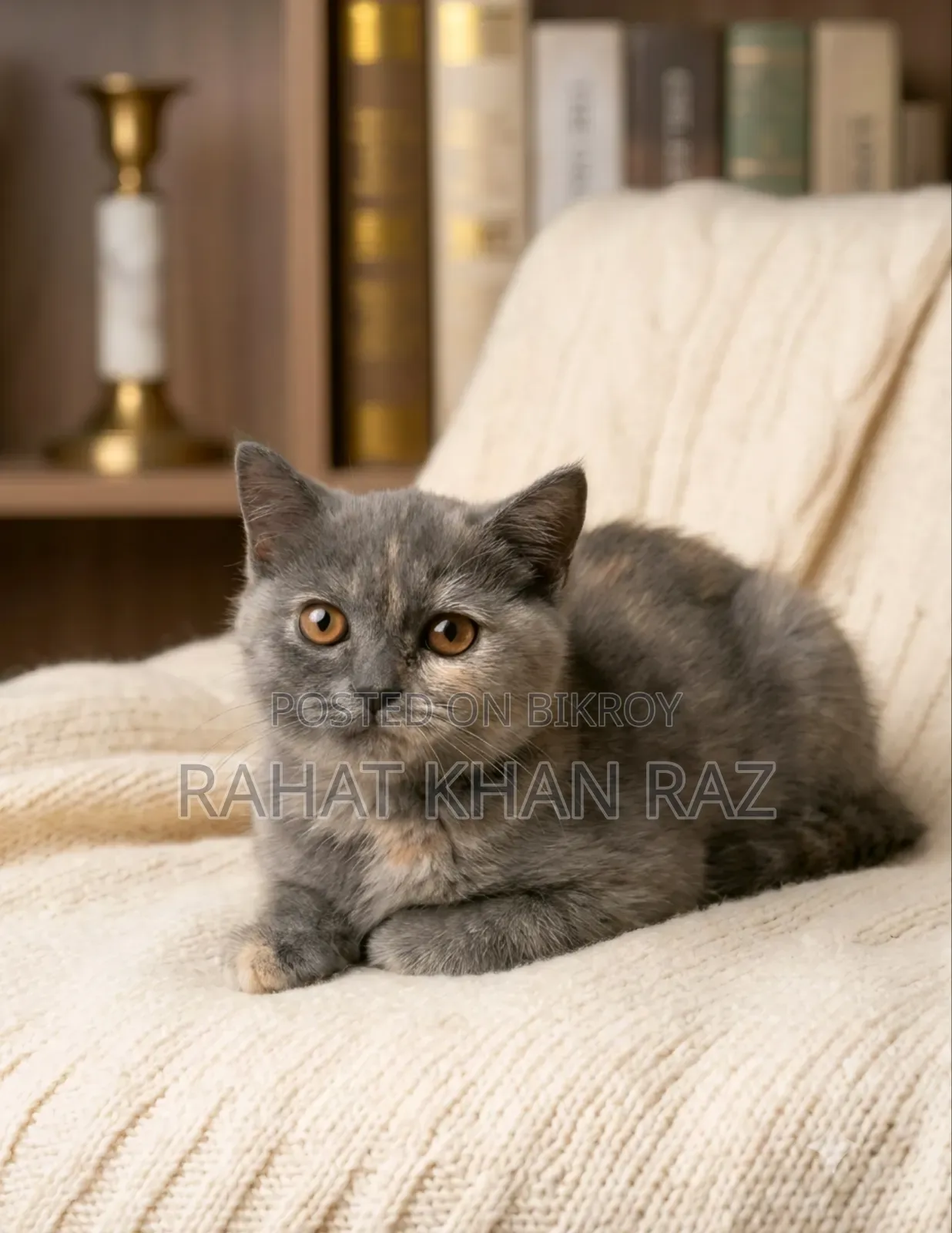 1-3 Months Female Purebred British Shorthair