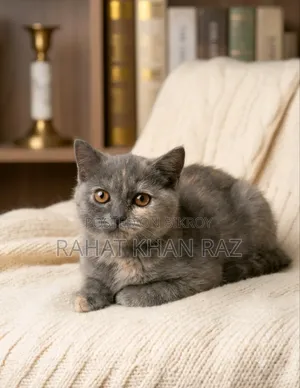 1-3 Months Female Purebred British Shorthair