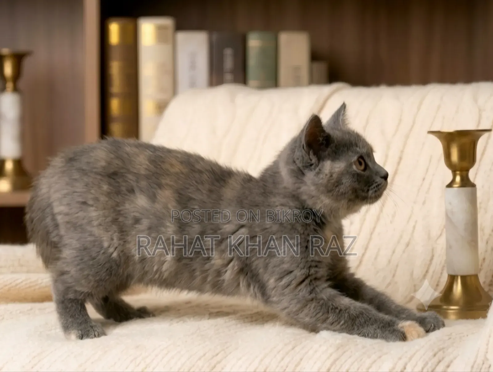 1-3 Months Female Purebred British Shorthair