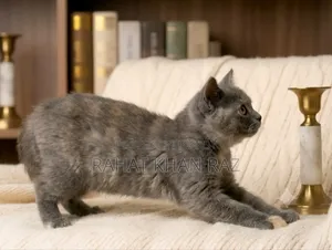 1-3 Months Female Purebred British Shorthair