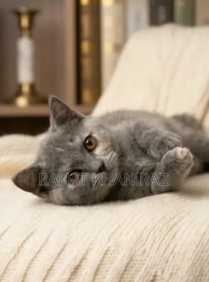 1-3 Months Female Purebred British Shorthair