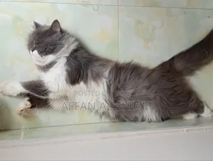 1+ Year Male Purebred Persian Cat
