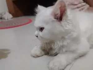 1-3 Months Female Purebred Persian