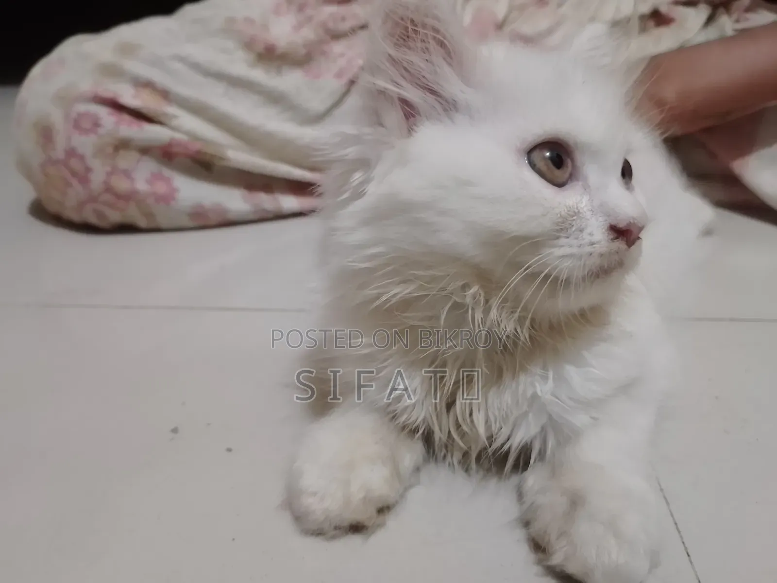 1-3 Months Female Purebred Persian