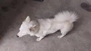 ১+ বছরের পুরুষ বিশুদ্ধ জাপানিজ স্পিটজ
