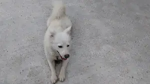 ১+ বছরের পুরুষ বিশুদ্ধ জাপানিজ স্পিটজ