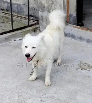 ১+ বছরের পুরুষ বিশুদ্ধ জাপানিজ স্পিটজ