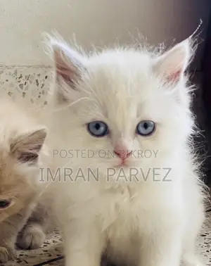1-3 Months Female Purebred Persian