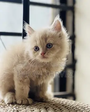 1-3 Months Female Purebred Persian