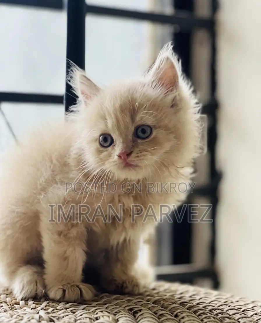 1-3 Months Female Purebred Persian