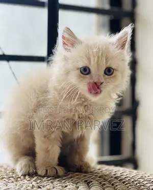 1-3 Months Female Purebred Persian