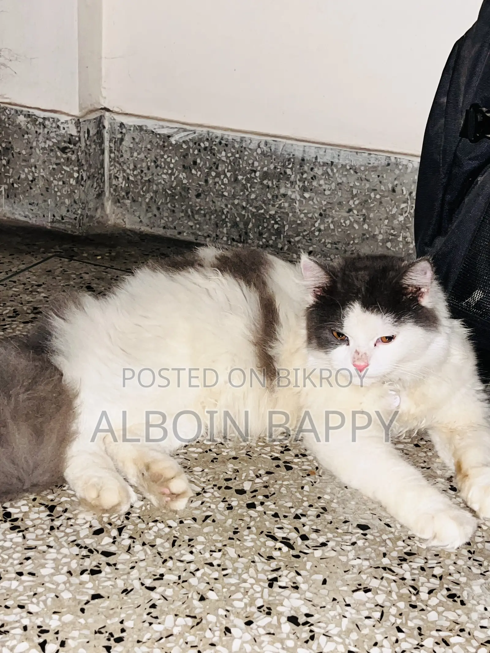 6-12 months Male Purebred Turkish Angora