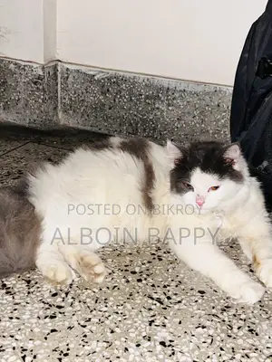 6-12 months Male Purebred Turkish Angora