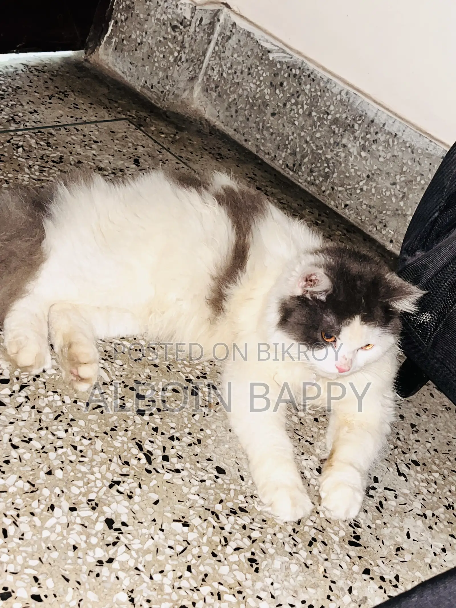 6-12 months Male Purebred Turkish Angora