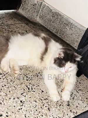 6-12 months Male Purebred Turkish Angora