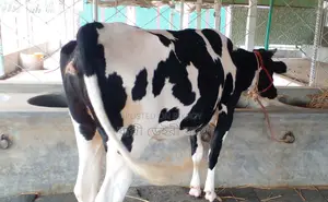 ১২৭১ নং উন্নত জাতের গাভী গরু।