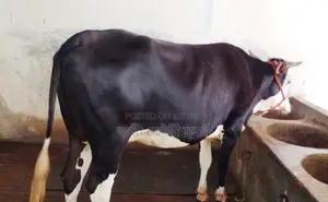 ১২৭২নং উন্নত জাতের বকনা বিক্রয় হবে ।